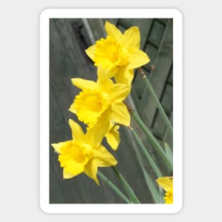 Yellow Daffodils Sticker